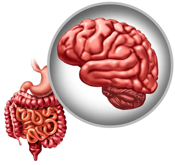 The Gut-Brain Connection: How Probiotics Impact Mental Health and Alzheimer's Disease